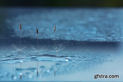 Collection macro dandelion seeds dandelion fluff 25 HQ Jpeg