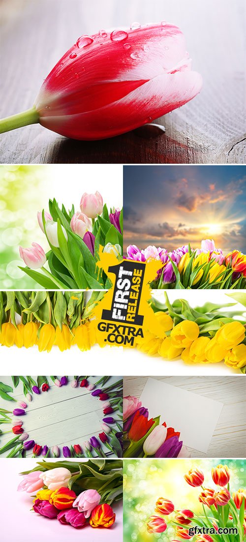 Stock Photo: Tulip flower on wooden background