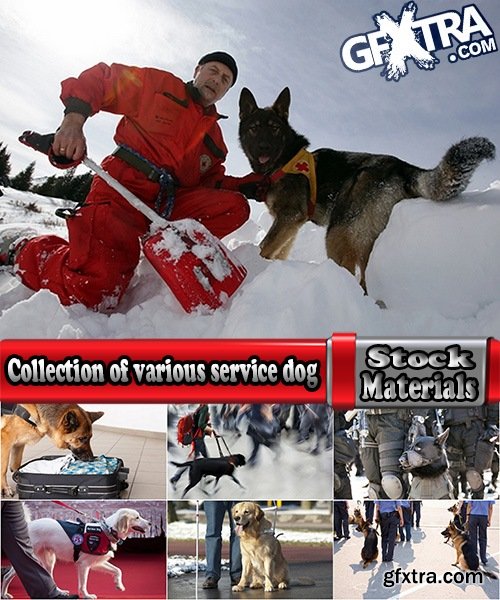 Collection of various service dog 25 HQ Jpeg