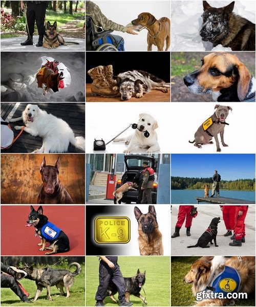 Collection of various service dog 25 HQ Jpeg