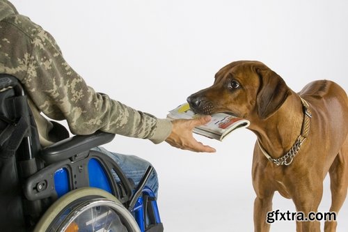 Collection of various service dog 25 HQ Jpeg