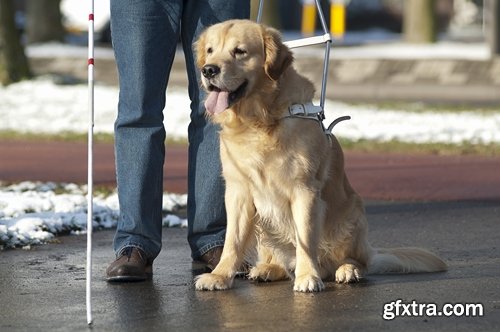 Collection of various service dog 25 HQ Jpeg