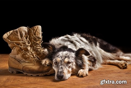 Collection of various service dog 25 HQ Jpeg