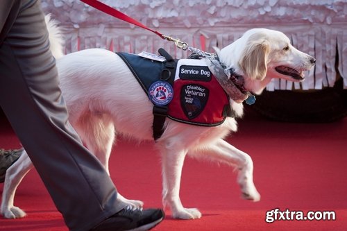 Collection of various service dog 25 HQ Jpeg