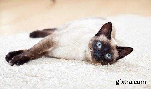 Siamese cat