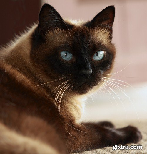 Siamese cat