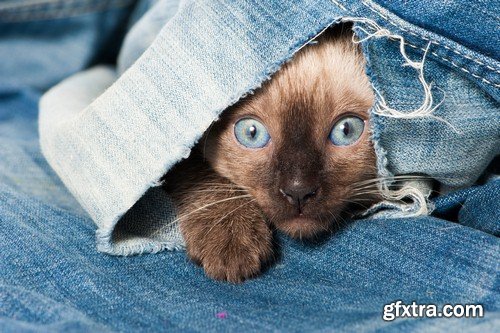 Siamese cat