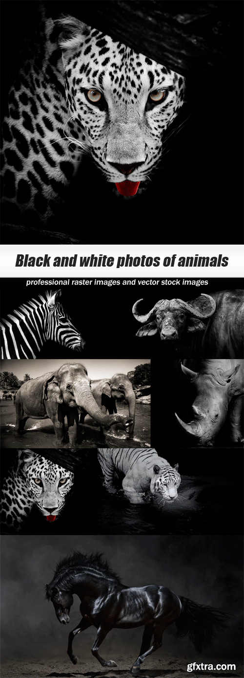 Black and white photos of animals