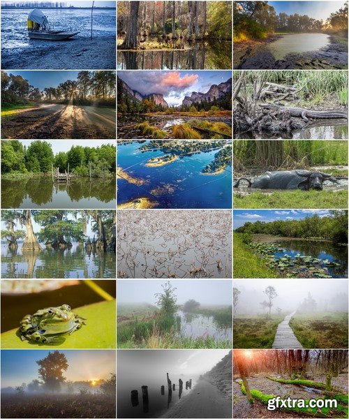 Collection swamp trees in the swamp on the various landscapes 25 HQ Jpeg