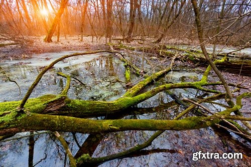 Collection swamp trees in the swamp on the various landscapes 25 HQ Jpeg