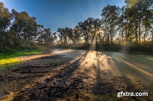 Collection swamp trees in the swamp on the various landscapes 25 HQ Jpeg