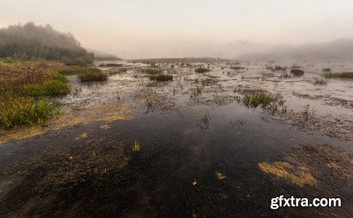 Collection swamp trees in the swamp on the various landscapes 25 HQ Jpeg