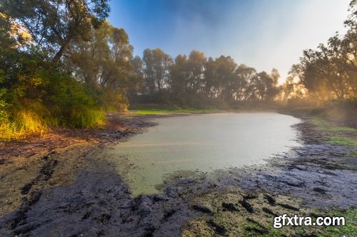 Collection swamp trees in the swamp on the various landscapes 25 HQ Jpeg