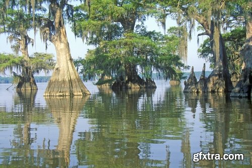 Collection swamp trees in the swamp on the various landscapes 25 HQ Jpeg