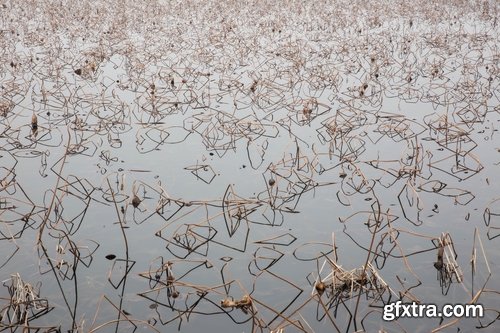 Collection swamp trees in the swamp on the various landscapes 25 HQ Jpeg