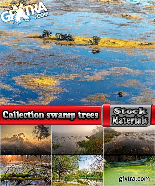 Collection swamp trees in the swamp on the various landscapes 25 HQ Jpeg