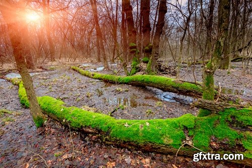 Collection swamp trees in the swamp on the various landscapes 25 HQ Jpeg