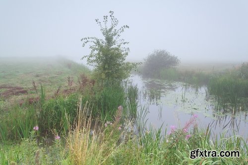 Collection swamp trees in the swamp on the various landscapes 25 HQ Jpeg