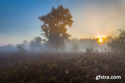 Collection swamp trees in the swamp on the various landscapes 25 HQ Jpeg