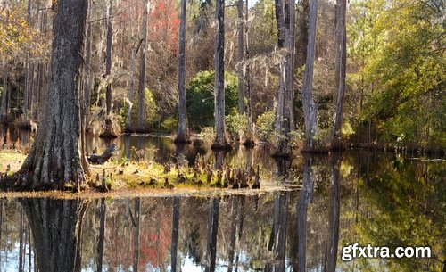 Collection swamp trees in the swamp on the various landscapes 25 HQ Jpeg