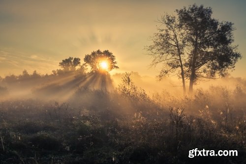 Collection swamp trees in the swamp on the various landscapes 25 HQ Jpeg