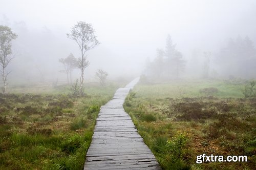 Collection swamp trees in the swamp on the various landscapes 25 HQ Jpeg