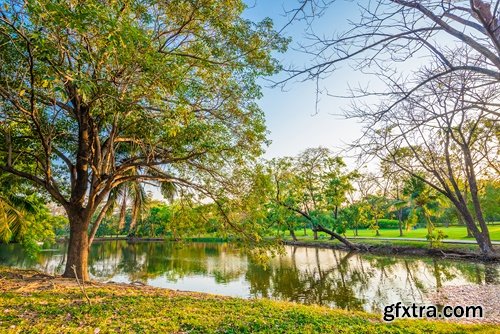 Collection swamp trees in the swamp on the various landscapes 25 HQ Jpeg