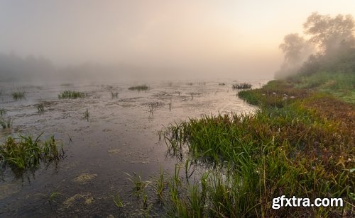 Collection swamp trees in the swamp on the various landscapes 25 HQ Jpeg