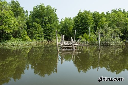 Collection swamp trees in the swamp on the various landscapes 25 HQ Jpeg