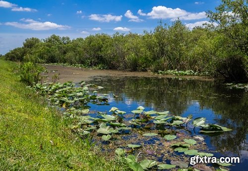 Collection swamp trees in the swamp on the various landscapes 25 HQ Jpeg