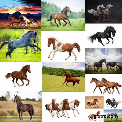 Horse Collection - 25 HQ Images