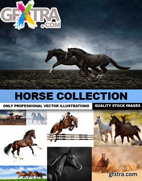 Horse Collection - 25 HQ Images