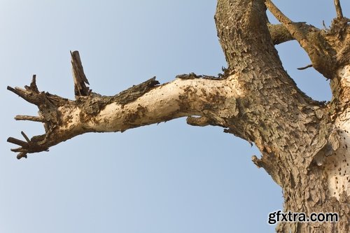 Collection dead dry trees on different backgrounds desert field swamp 25 HQ Jpeg