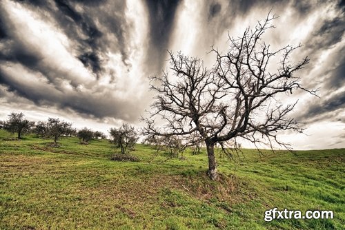 Collection dead dry trees on different backgrounds desert field swamp 25 HQ Jpeg