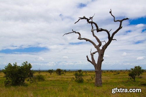 Collection dead dry trees on different backgrounds desert field swamp 25 HQ Jpeg