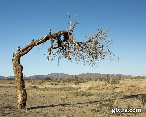 Collection dead dry trees on different backgrounds desert field swamp 25 HQ Jpeg