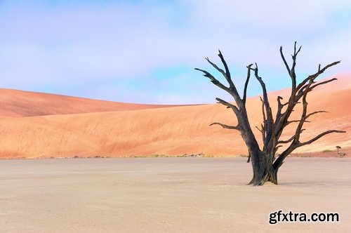 Collection dead dry trees on different backgrounds desert field swamp 25 HQ Jpeg