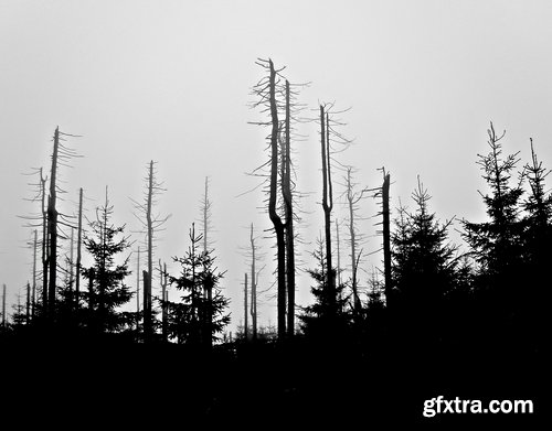 Collection dead dry trees on different backgrounds desert field swamp 25 HQ Jpeg