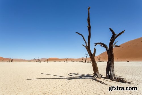 Collection dead dry trees on different backgrounds desert field swamp 25 HQ Jpeg