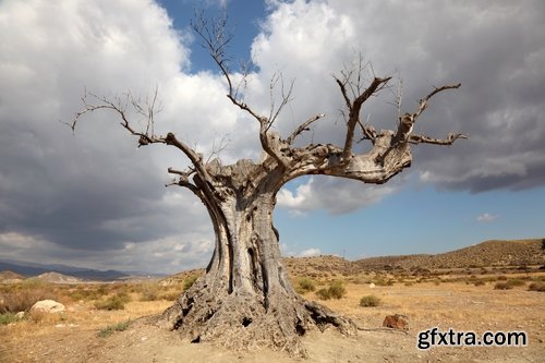 Collection dead dry trees on different backgrounds desert field swamp 25 HQ Jpeg