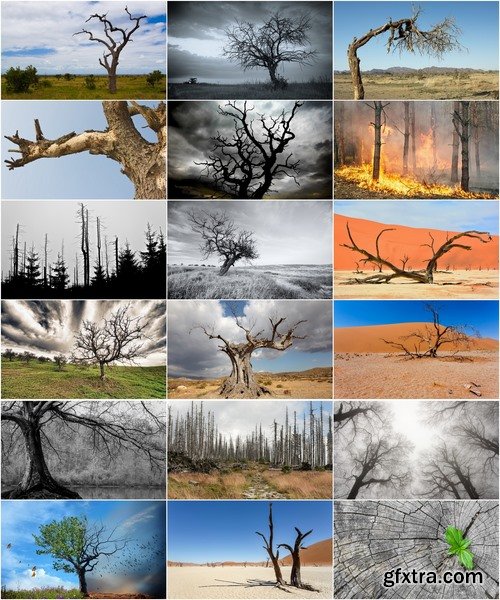 Collection dead dry trees on different backgrounds desert field swamp 25 HQ Jpeg