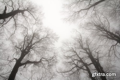 Collection dead dry trees on different backgrounds desert field swamp 25 HQ Jpeg