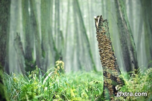 Collection dead dry trees on different backgrounds desert field swamp 25 HQ Jpeg