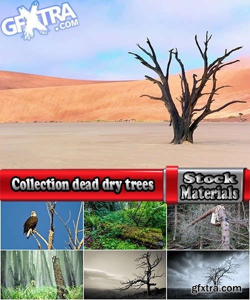 Collection dead dry trees on different backgrounds desert field swamp 25 HQ Jpeg