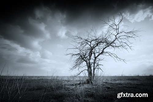 Collection dead dry trees on different backgrounds desert field swamp 25 HQ Jpeg