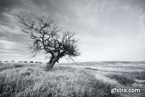 Collection dead dry trees on different backgrounds desert field swamp 25 HQ Jpeg