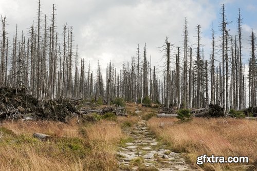 Collection dead dry trees on different backgrounds desert field swamp 25 HQ Jpeg