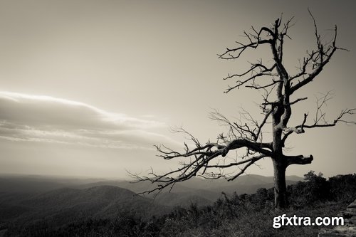 Collection dead dry trees on different backgrounds desert field swamp 25 HQ Jpeg