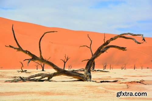 Collection dead dry trees on different backgrounds desert field swamp 25 HQ Jpeg