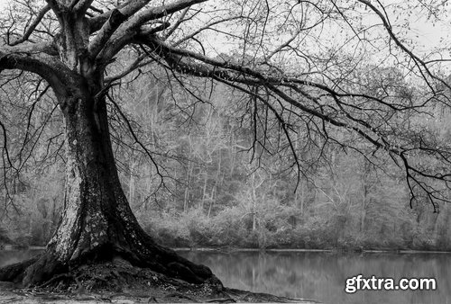 Collection dead dry trees on different backgrounds desert field swamp 25 HQ Jpeg